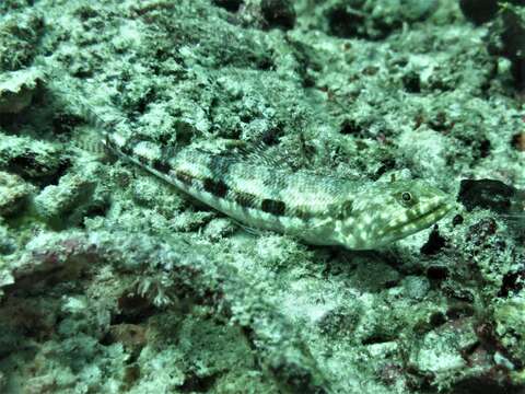 Image of Variegated lizardfish