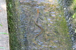 Image of buff striped keelback