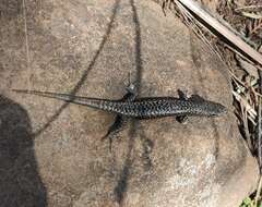 Image of Spotted Skink