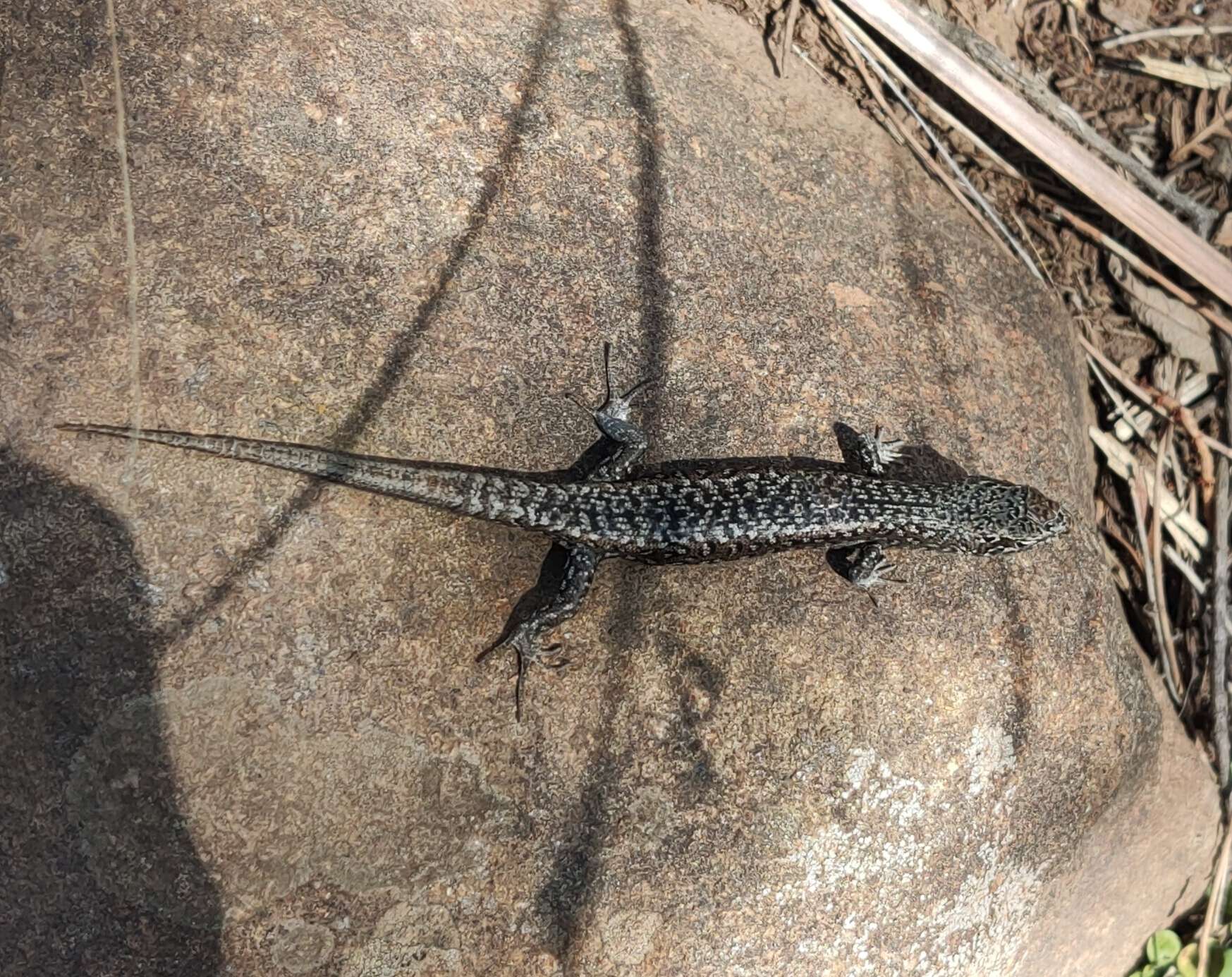 Image of Spotted Skink