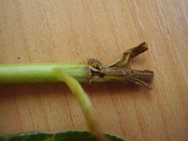 Image of Coprosma shoot borer moth