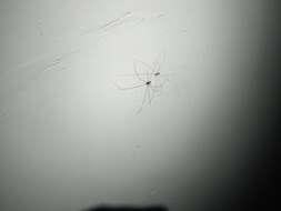 Image of Cellar spider