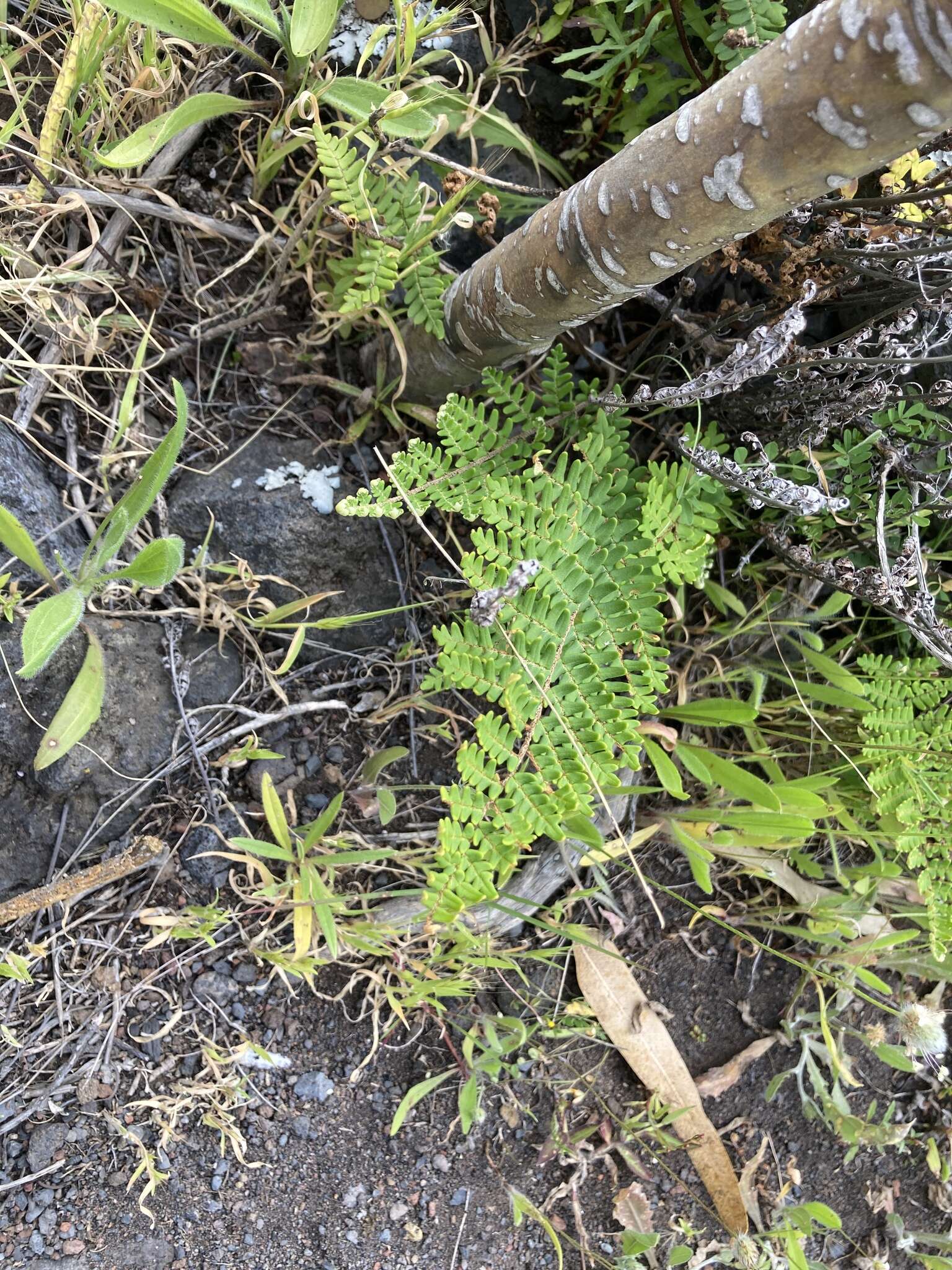 Image of Paragymnopteris marantae subsp. subcordata (Cav.)