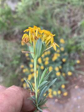 Image of Gnidia capitata L. fil.