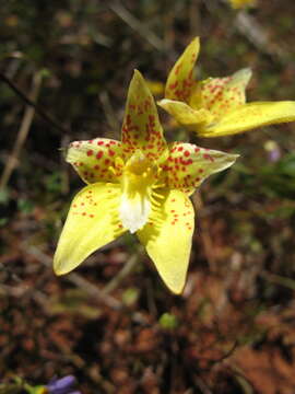 Image of Kalbarri cowslip orchid