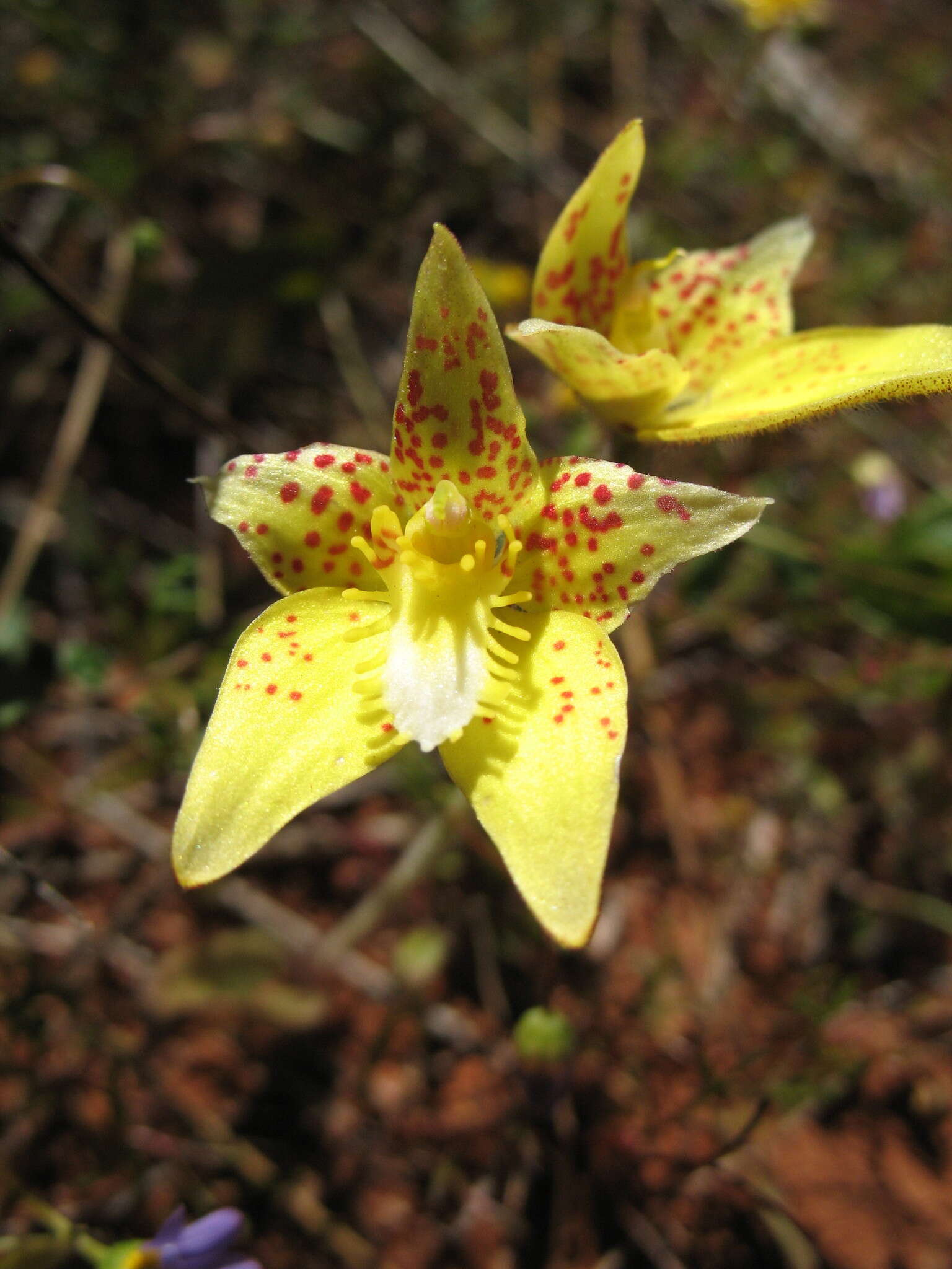 Image de Caladenia flava subsp. maculata Hopper & A. P. Br.