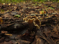 Image of Craterellus undulatus