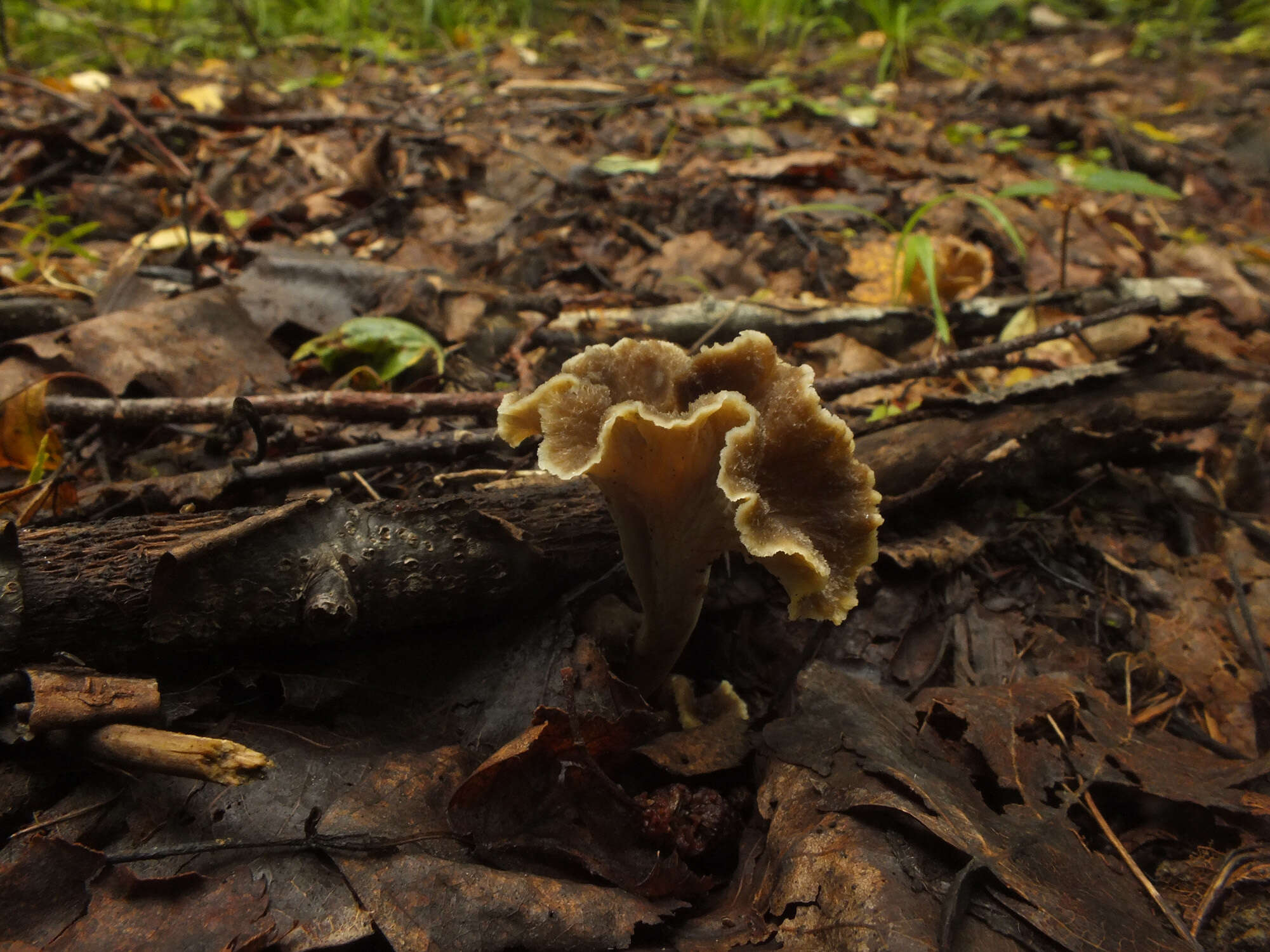 Plancia ëd Craterellus undulatus