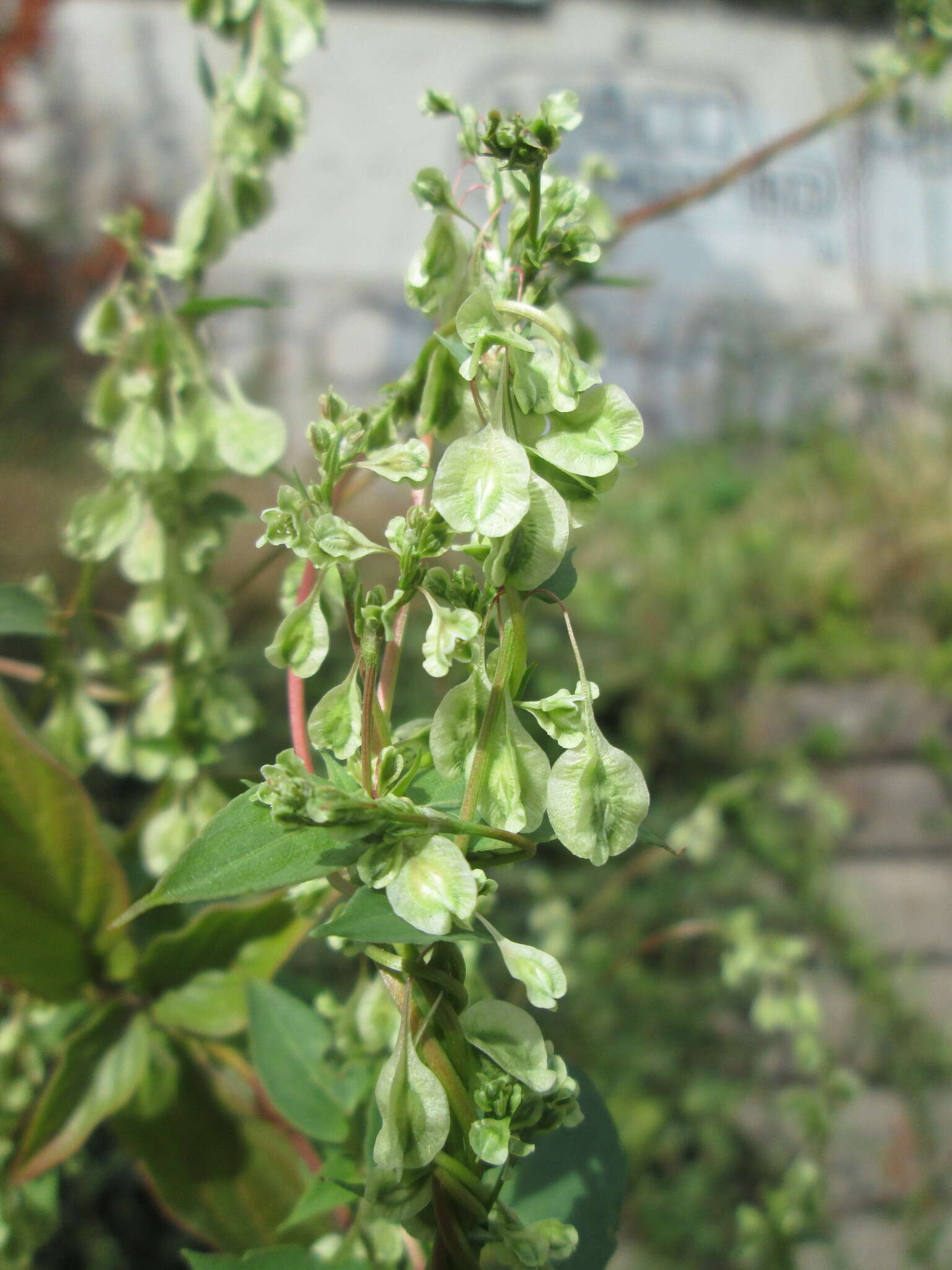 صورة Fallopia dumetorum (L.) J. Holub