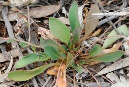 Image of Ptilotus seminudus (J. M. Black) J. M. Black