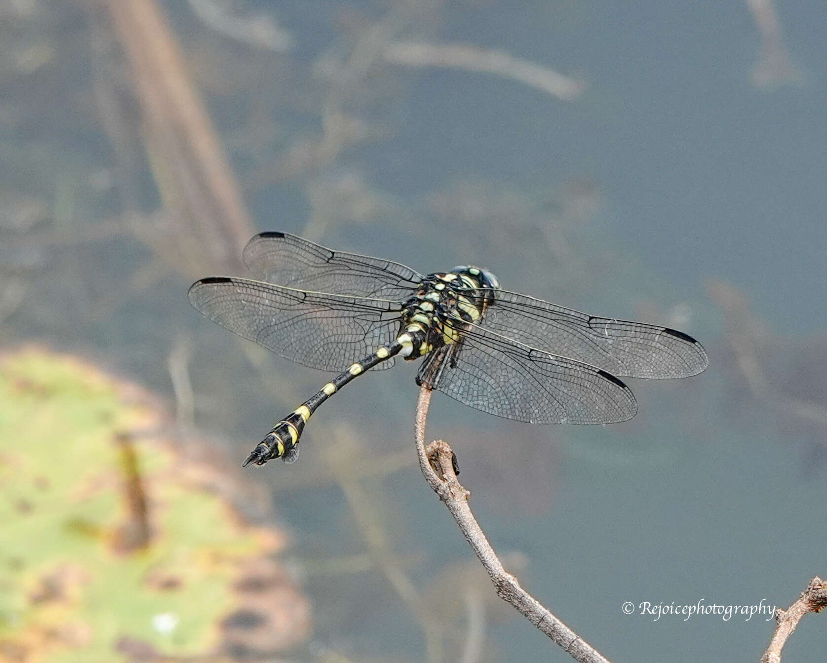 صورة Ictinogomphus rapax (Rambur 1842)