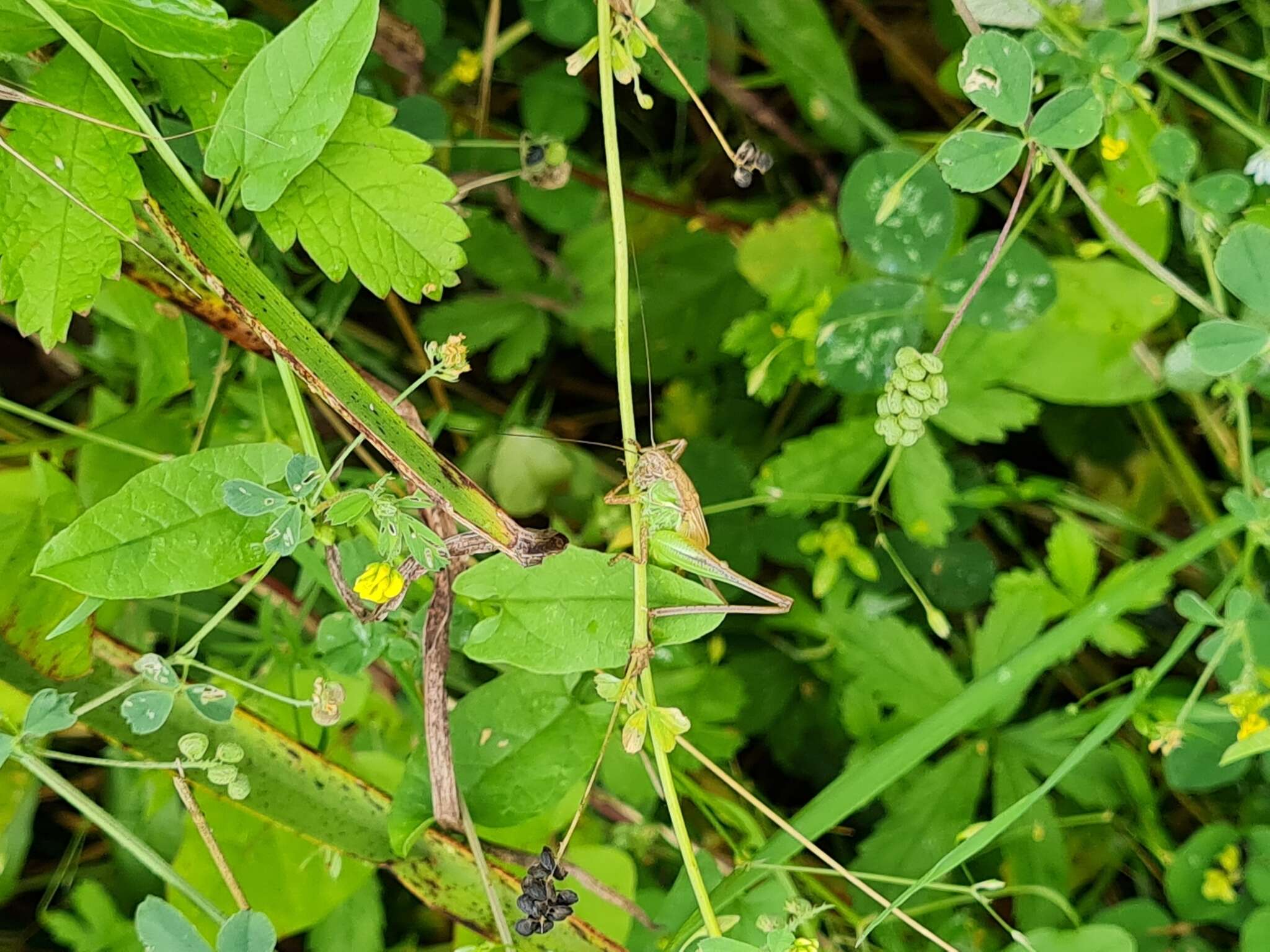 Plancia ëd Platycleis albopunctata albopunctata (Goeze 1778)