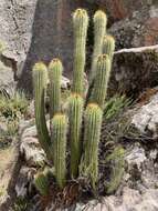 Image of Echinopsis volliana (Backeb.) H. Friedrich & G. D. Rowley