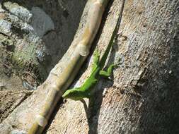 Image of Jamaican giant anole