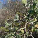 Hypoestes chlorotricha (Boj. ex Nees) Benoist resmi