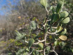 Image of Hypoestes chlorotricha (Boj. ex Nees) Benoist