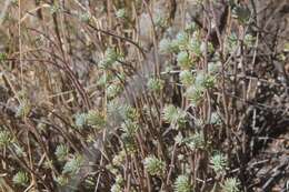 Image of Sedum griseum Praeger