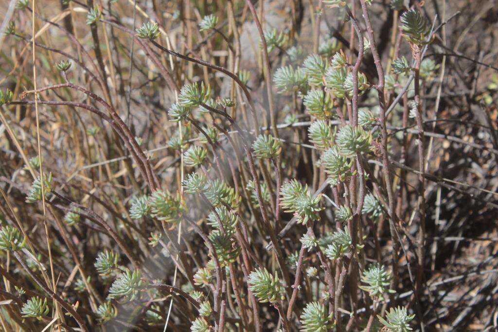 Image of Sedum griseum Praeger