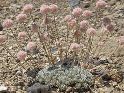 Image of Steamboat buckwheat