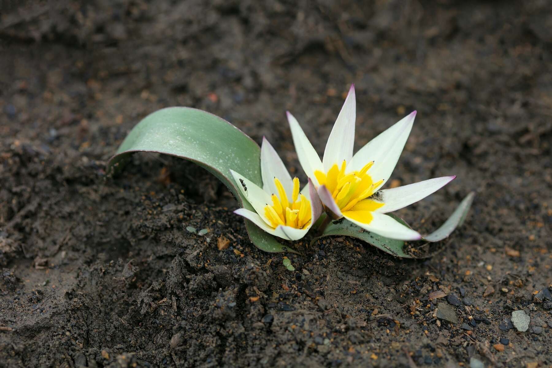 Image of Tulipa jacquesii Zonn.