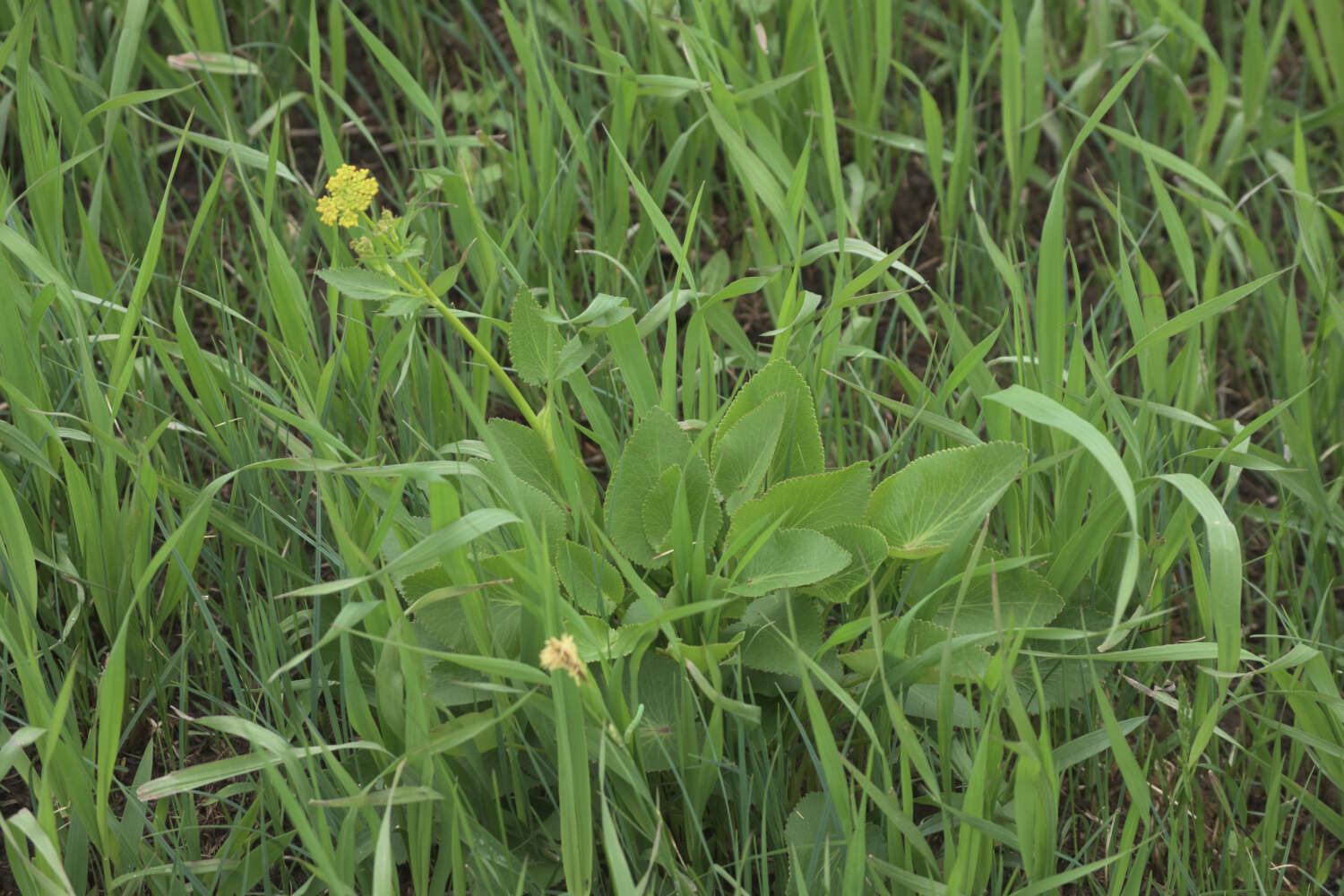 Image of Heart-leaved meadow parsnip