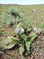 Gerbera viridifolia (DC.) Sch. Bip. resmi