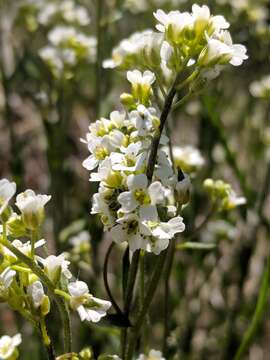 صورة Draba arabisans Michx.