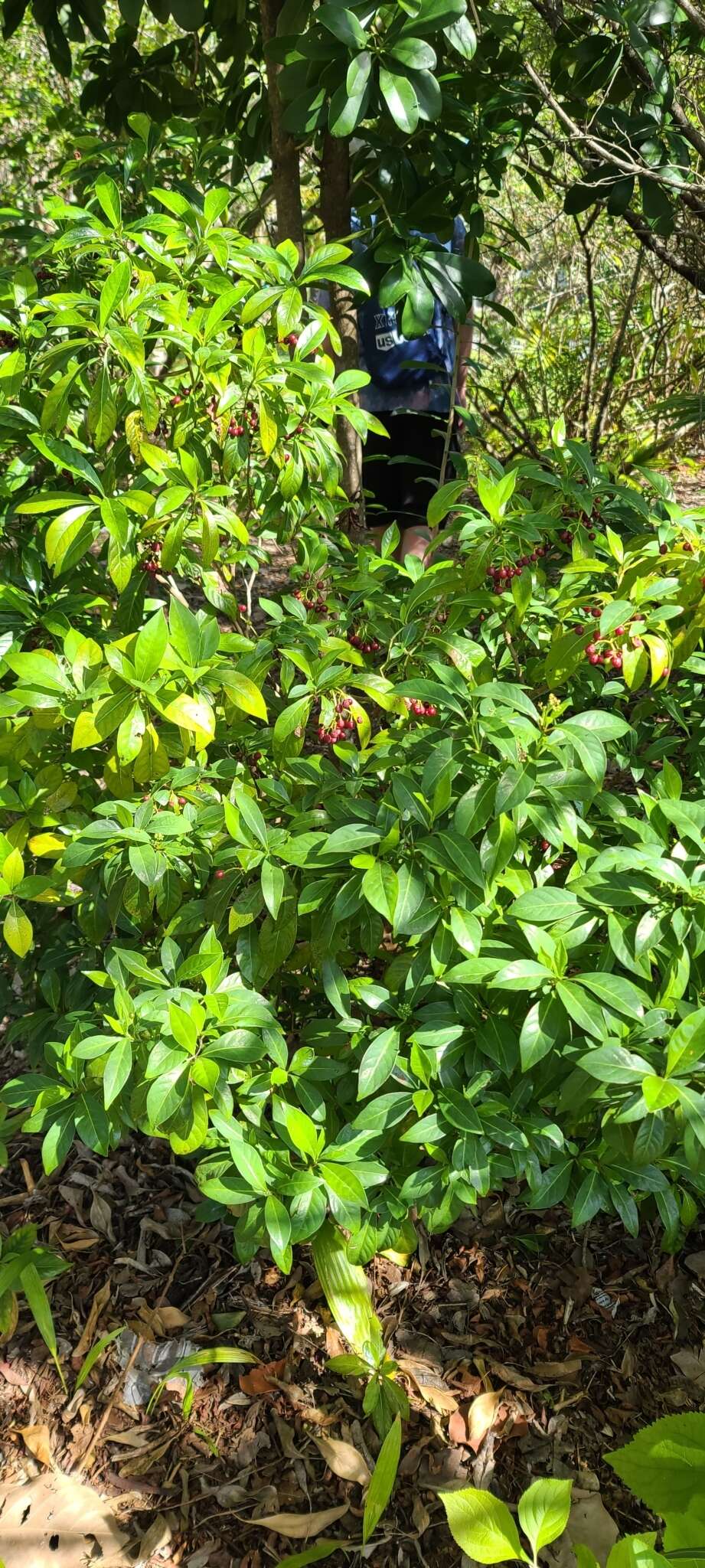 Image of Bahama Wild Coffee