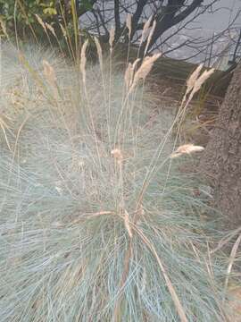 Слика од Festuca glauca Vill.