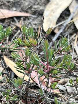 Image of Darwinia biflora (Cheel) B. G. Briggs