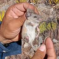 Image of Goldman's Woodrat