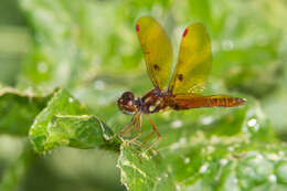 Image of Eastern Amberwing