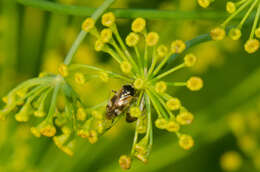 Image de Orthops basalis (A. Costa 1853)