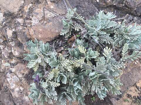 Plancia ëd Lavandula pinnata Lundmark