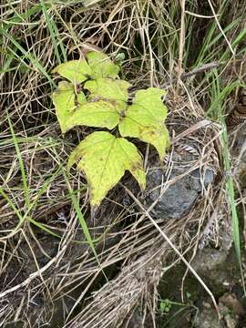 Image of dwarf netvein hollyfern