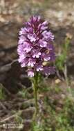 Image of Anacamptis pyramidalis var. pyramidalis