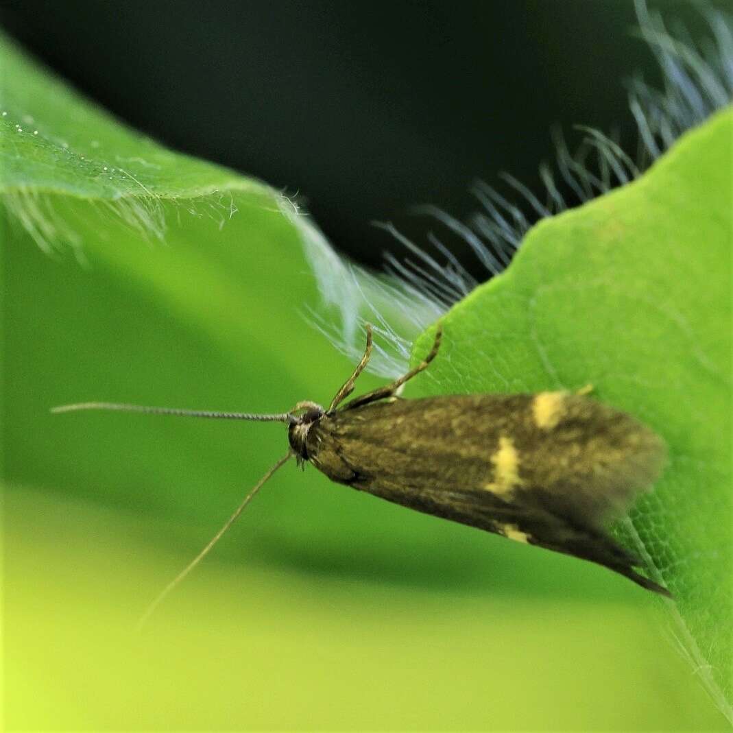 Image of Borkhausenia minutella Linnaeus 1758