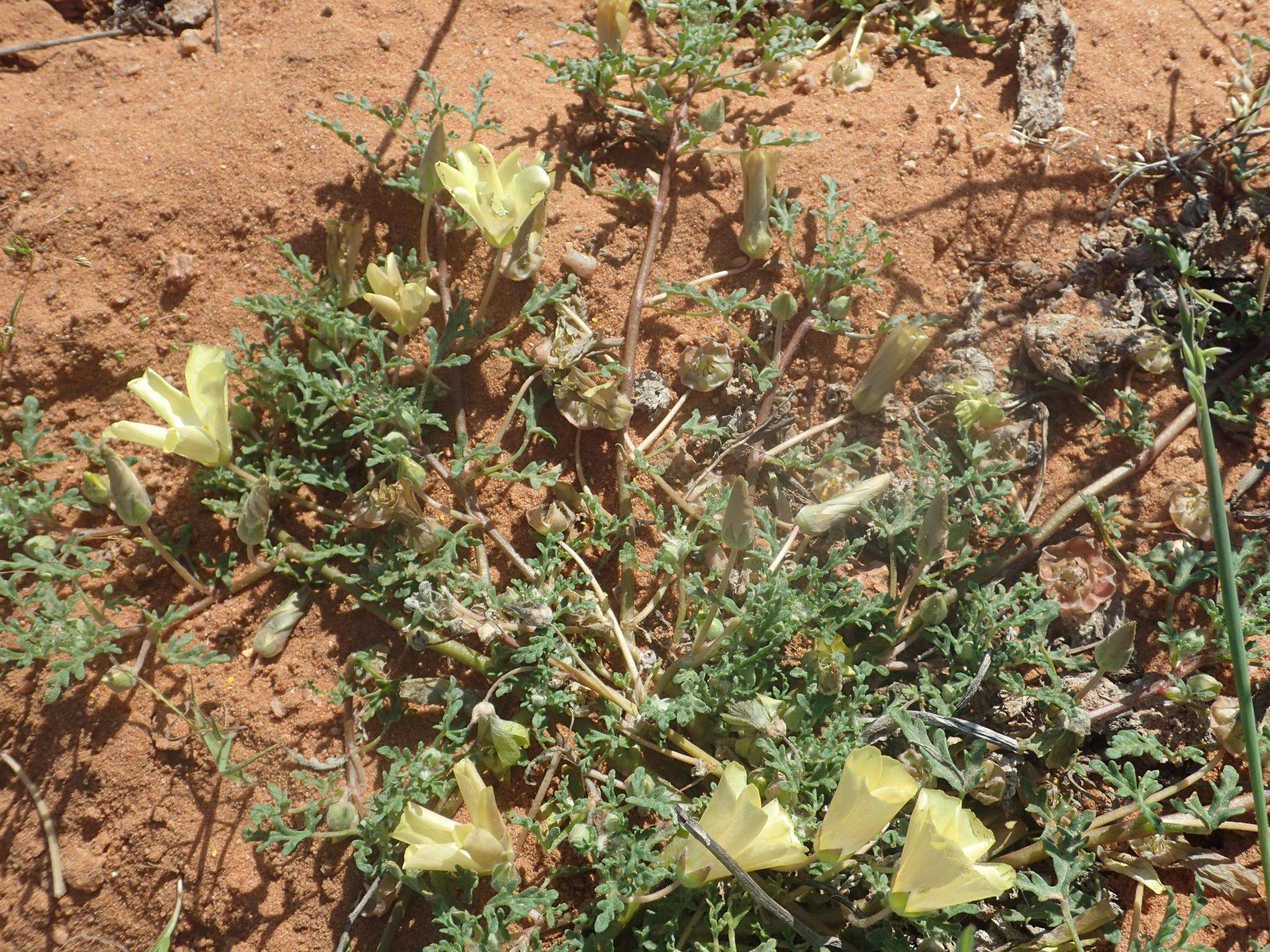 Image of Grielum humifusum var. humifusum