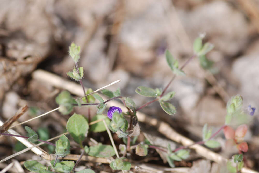 Image of Hygrophila serpyllum (Nees) T. Anderson