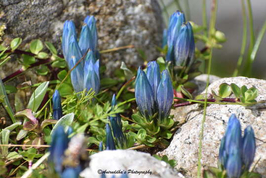 Image of Gentiana venusta Wall.