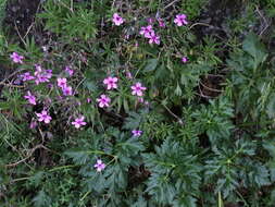 Image of Canary Island geranium