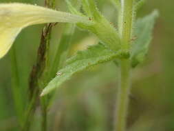 Image of Yellow Glandweed