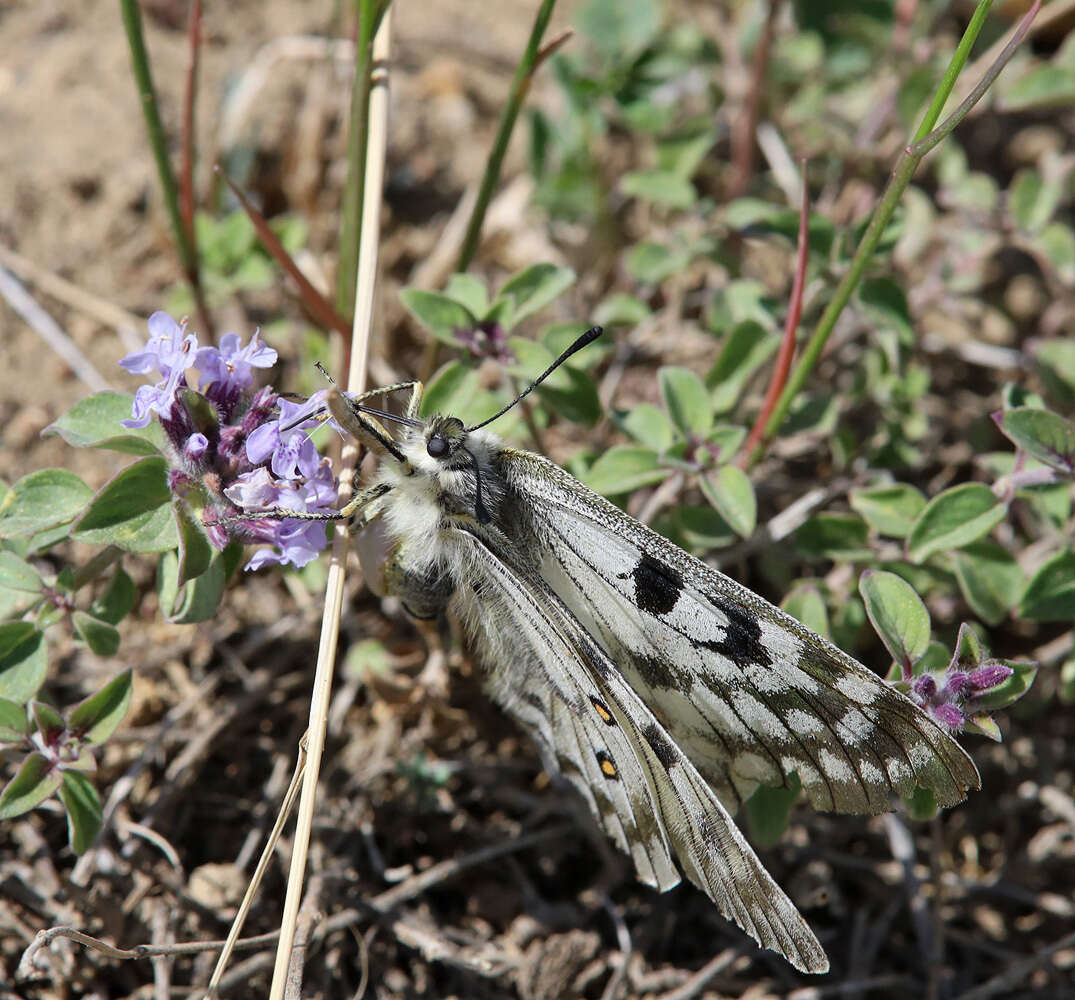 Parnassius ariadne (Lederer 1853) resmi