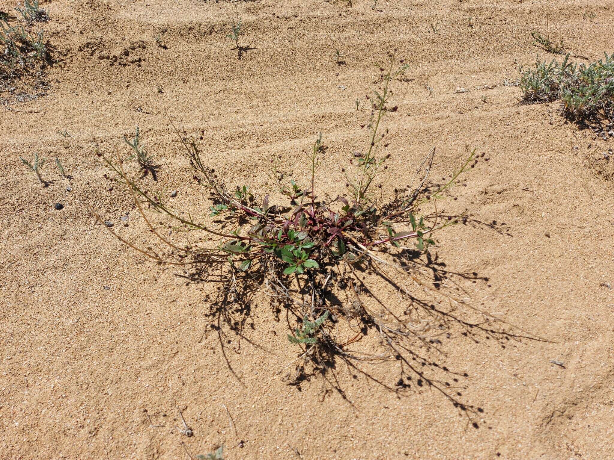 Image of Scrophularia incisa Weinm.