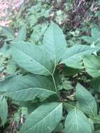 Image of eastern bluestar