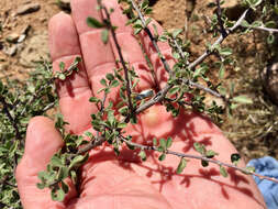 Image of Arizona desert-thorn