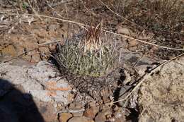 Image of Echinofossulocactus zacatecasensis Britton & Rose