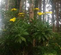 Image of Sonchus fruticosus L. fil.