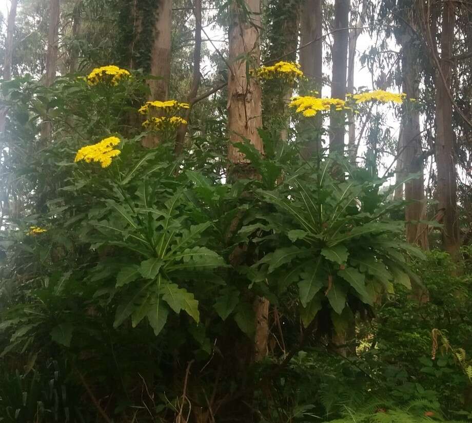 Image of Sonchus fruticosus L. fil.