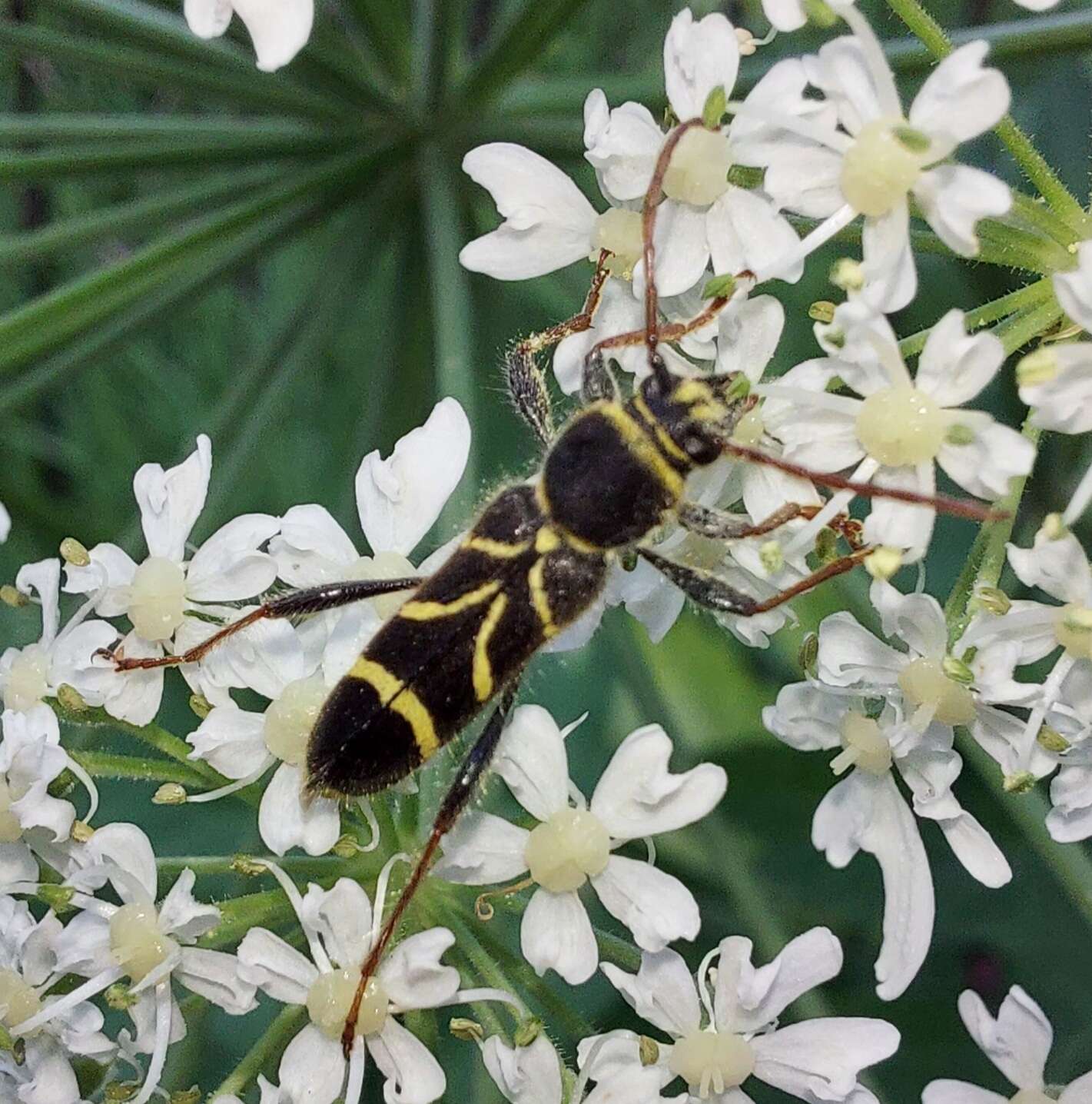 Image of Cyrtoclytus capra (Germar 1824)